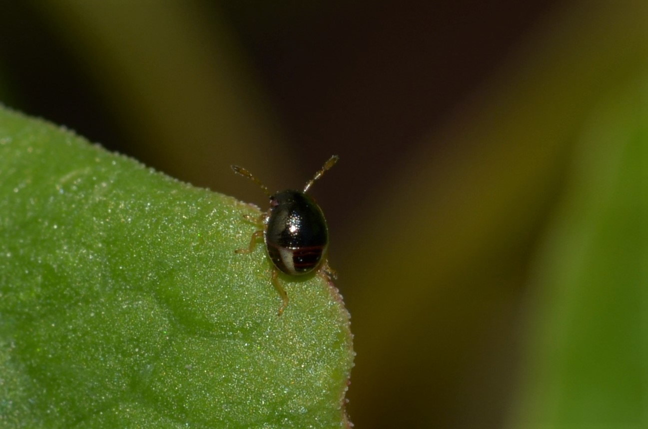 Ninfa di Scutelleridae?